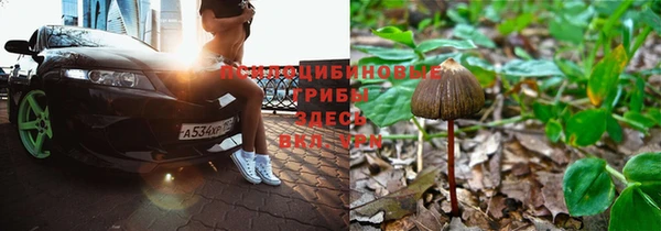 прущие грибы Абинск